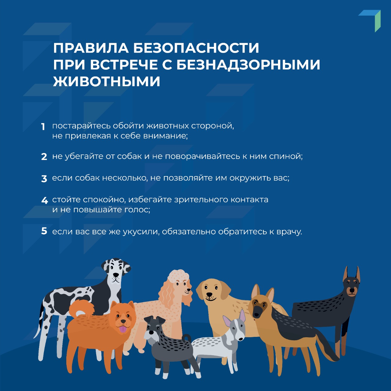 Действия при нападение собак..