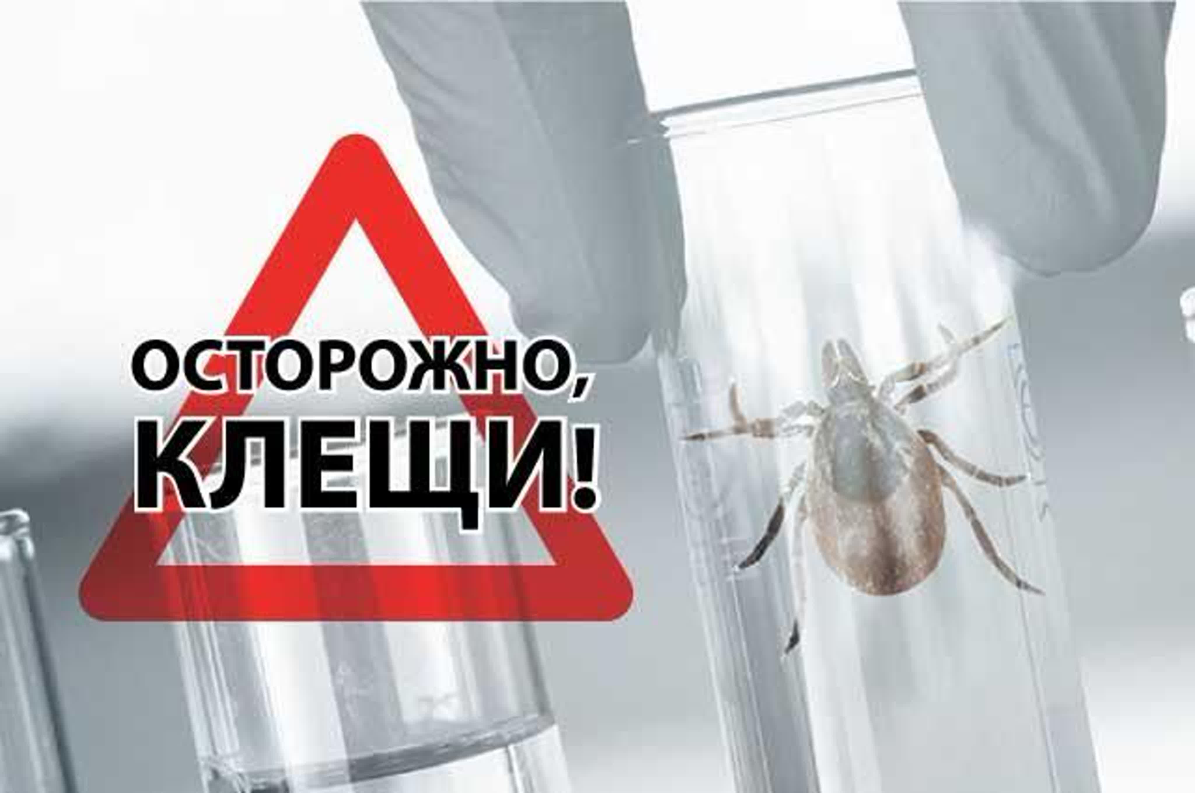 Осторожно клещи!!!.