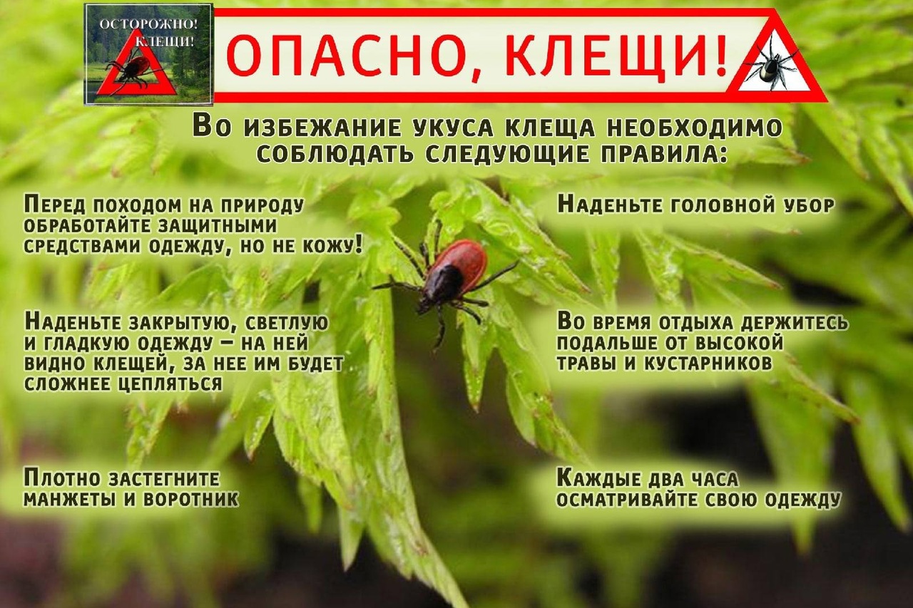 Осторожно клещи!.