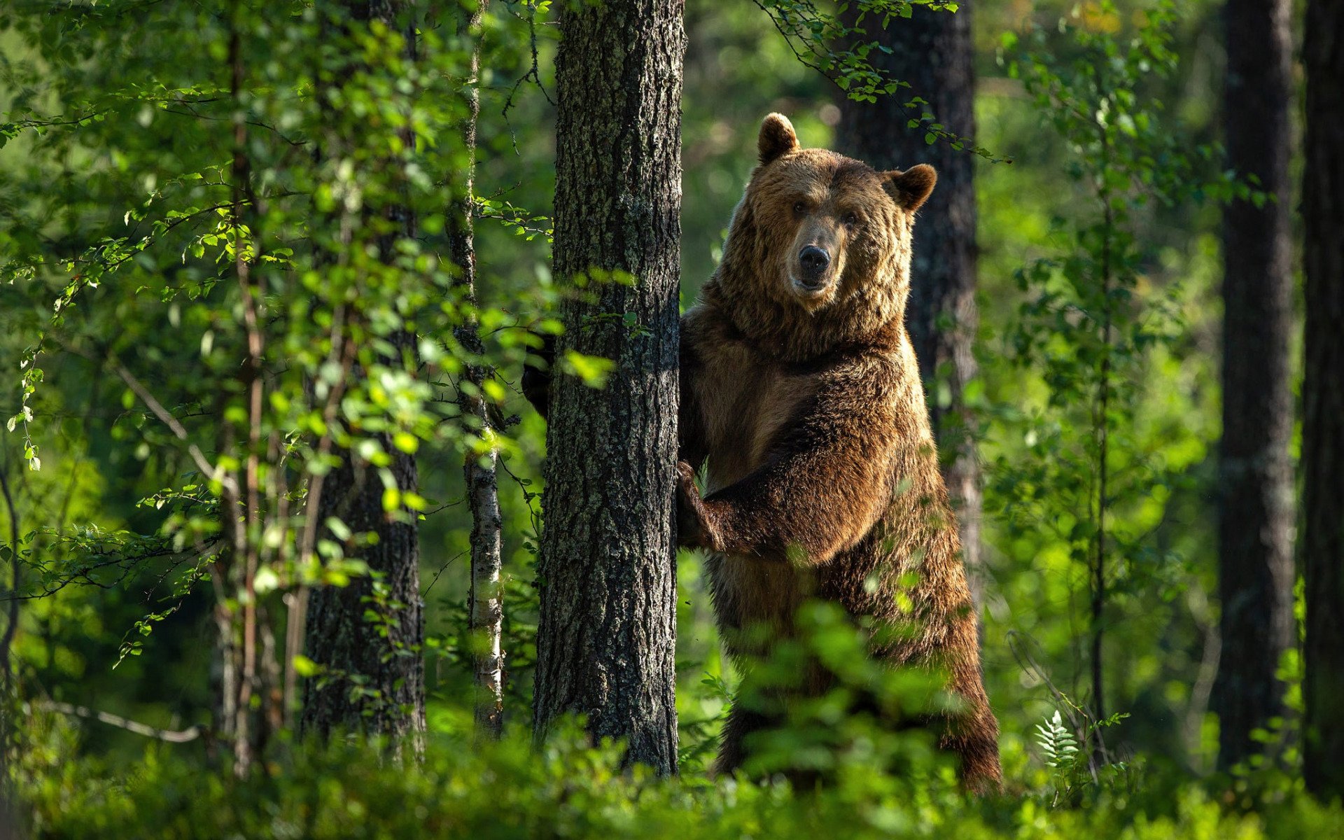 Осторжно медведь.