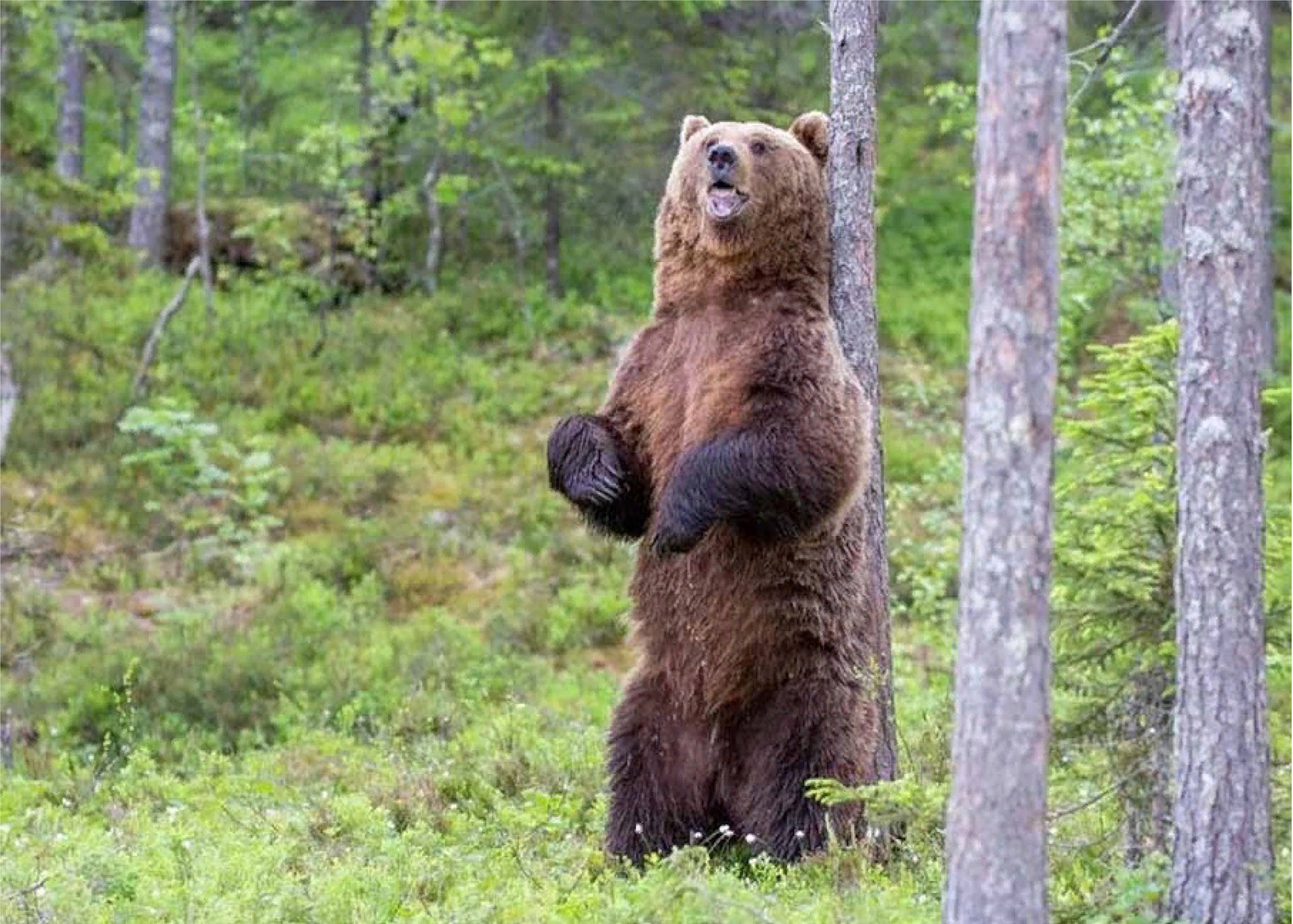 Осторожно, медведь!.