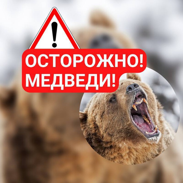 Осторожно,медведь!.