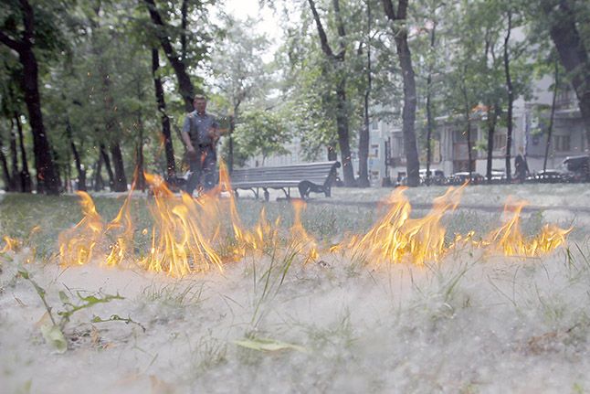 Белый &quot;порох&quot;: профилактика возгорания тополиного пуха.