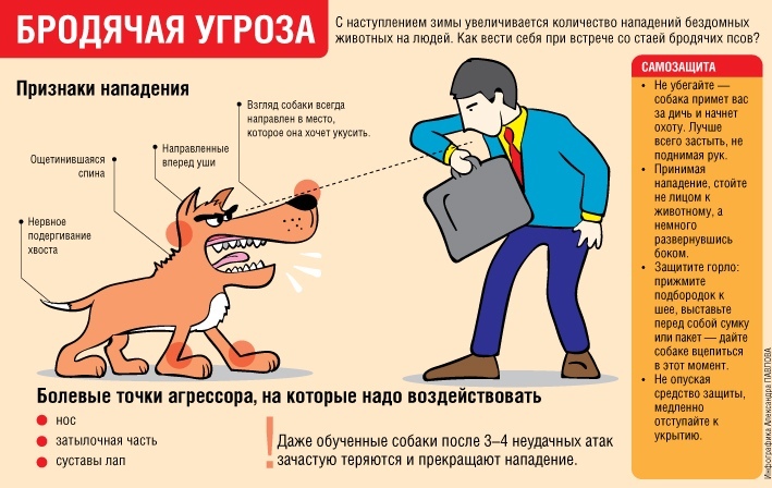 Осторожно, бродячие собаки!.