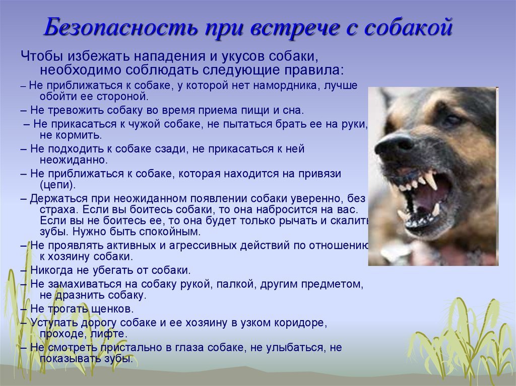 Памятка при встрече с бродячими собаками.