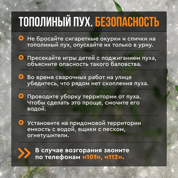 тополиный пух !.